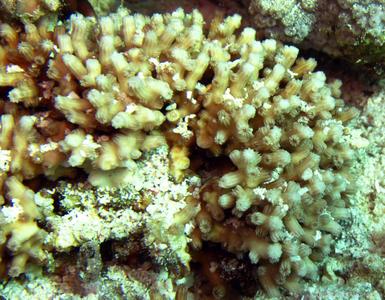 CotW: Cyphastrea decadia