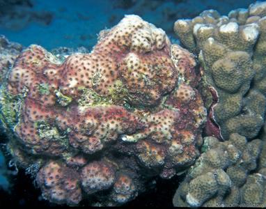 Cyphastrea hexasepta