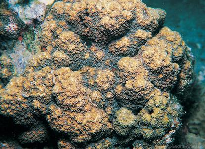 CotW: Cyphastrea japonica