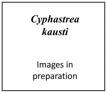 CotW preview: Cyphastrea kausti