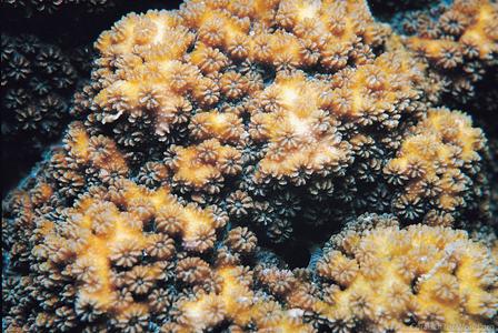 Cyphastrea microphthalma