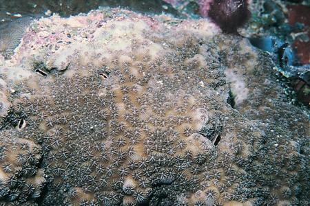 CotW: Cyphastrea microphthalma