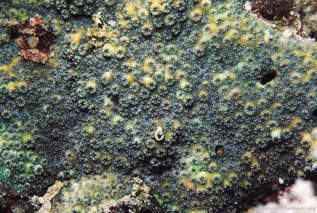 Cyphastrea ocellina