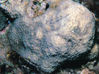 CotW: Cyphastrea ocellina