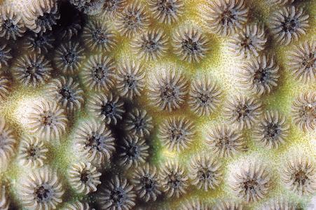 CotW: Cyphastrea serailia