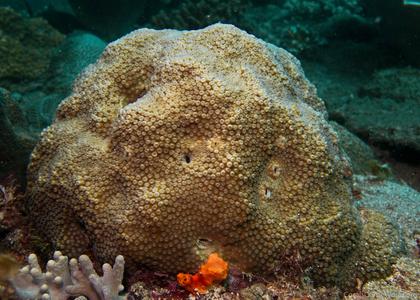 CotW: Cyphastrea serailia