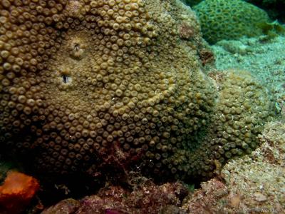 CotW: Cyphastrea serailia