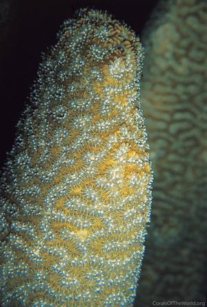 CotW preview: Dendrogyra cylindrus