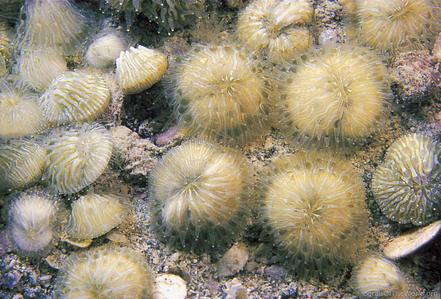 CotW: Diaseris distorta