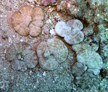 CotW preview: Diaseris fragilis