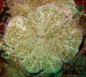 CotW: Diaseris fragilis
