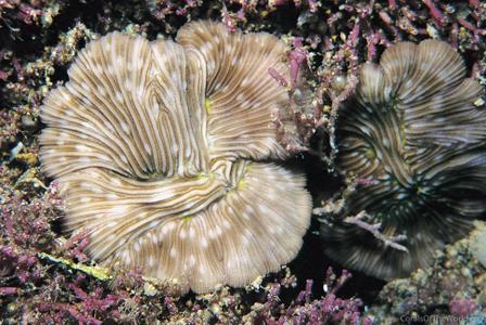 CotW: Diaseris fragilis