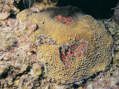 CotW: Dichocoenia stokesi