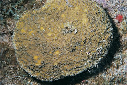 CotW: Dichocoenia stokesi
