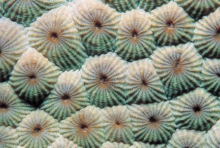 Diploastrea heliopora