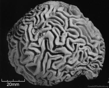 CotW: Diploria labyrinthiformis
