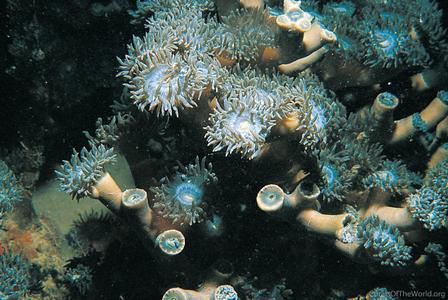 Duncanopsammia axifuga