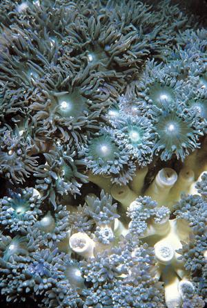 CotW: Duncanopsammia axifuga