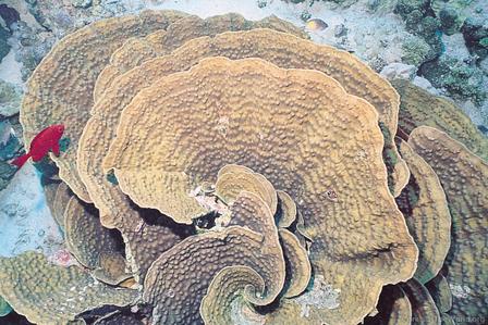 CotW preview: Echinophyllia aspera