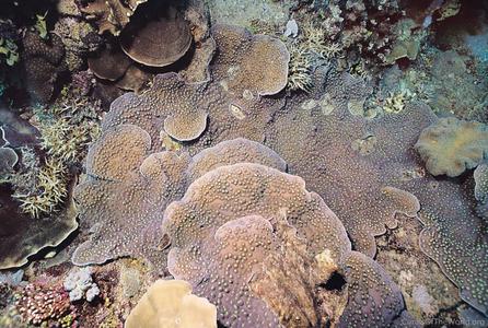 CotW: Echinophyllia aspera