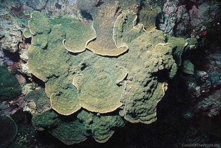 CotW: Echinophyllia aspera