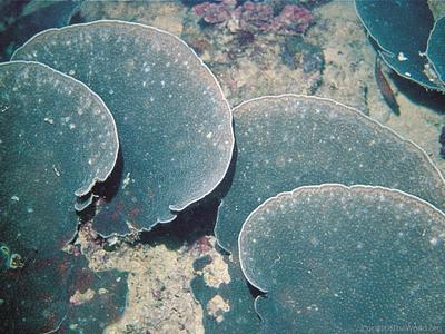 CotW preview: Echinophyllia costata