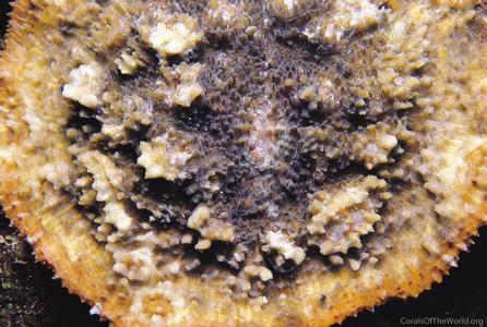 CotW preview: Echinophyllia echinata