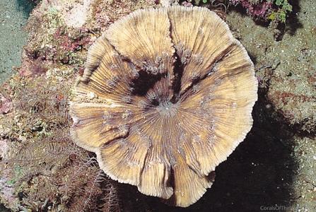 CotW: Echinophyllia echinata