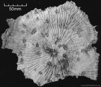 CotW: Echinophyllia echinata