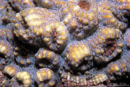 Echinophyllia orpheensis