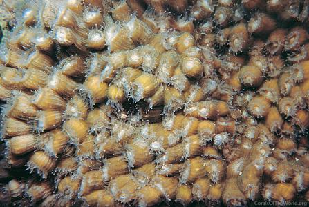 CotW: Echinophyllia orpheensis