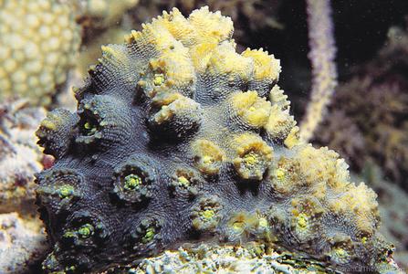 CotW: Echinophyllia orpheensis