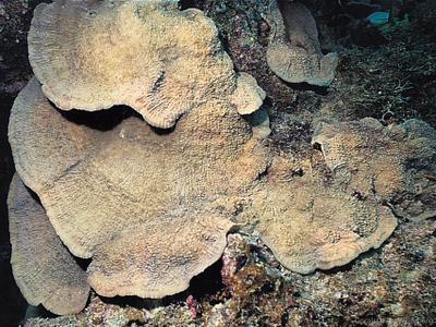 CotW preview: Echinophyllia patula