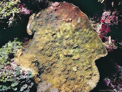 CotW: Echinophyllia patula