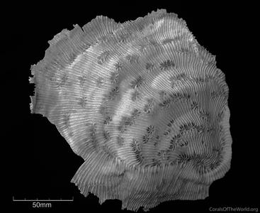 CotW: Echinophyllia pectinata