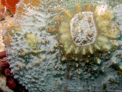 CotW preview: Echinophyllia tarae