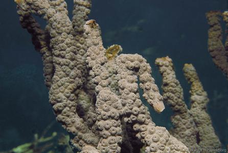 Echinopora ashmorensis