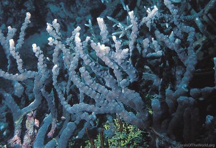 CotW: Echinopora ashmorensis