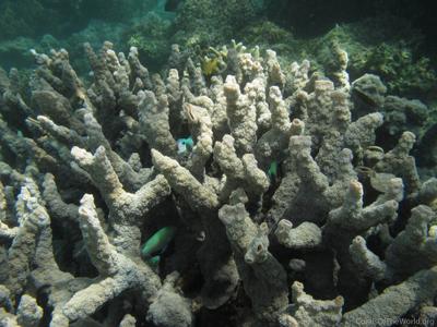 CotW: Echinopora ashmorensis