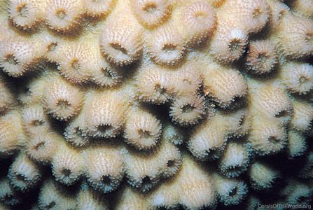 CotW: Echinopora forskaliana