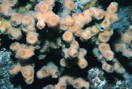 CotW preview: Echinopora fruticulosa
