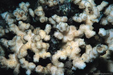 CotW: Echinopora fruticulosa