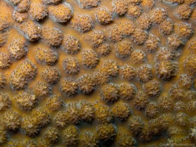 CotW: Echinopora gemmacea