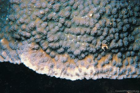 CotW: Echinopora gemmacea