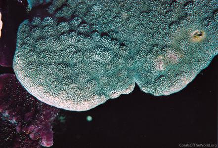 CotW: Echinopora gemmacea