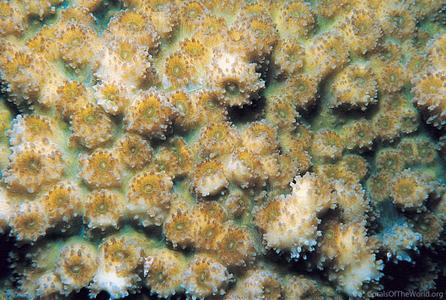 CotW: Echinopora hirsutissima