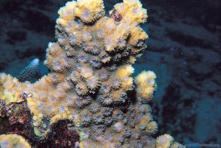 CotW: Echinopora hirsutissima