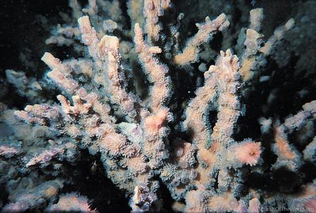CotW: Echinopora horrida