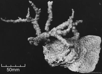 CotW: Echinopora horrida
