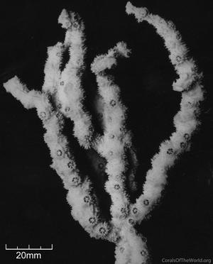 CotW: Echinopora horrida